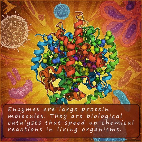 Image shows the structure of an nzyme, which consists of proteins.